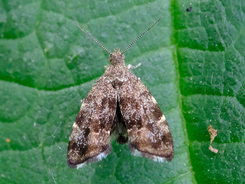 Anthophila fabriciana 